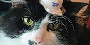 Buddy is registered to the contest to win money with this photo: cat, black_and_white, whiskers, yellow_eyes, tiny_hat, cap, Reebok, pet, animal, feline, closeup, fur, indoor, cute, funny, portrait, domestic_cat, headwear, resting, cozy