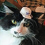 cat, black_and_white, whiskers, yellow_eyes, tiny_hat, cap, Reebok, pet, animal, feline, closeup, fur, indoor, cute, funny, portrait, domestic_cat, headwear, resting, cozy