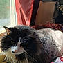 Buddy is registered to the contest to win money with this photo: cat, feline, black_and_white, long_hair, pet, indoor, window, curtain, quilt, sunlight, resting, fur, whiskers, animal, cozy, domestic, relaxing, bed, soft, natural_light