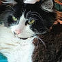 Buddy is registered to the contest to win money with this photo: cat, black_and_white, fluffy, pet, animal, indoor, hat, accessory, close_up, whiskers, face, yellow_eyes, fur, cute, relaxed, domestic_cat, portrait, small_hat, resting, expression