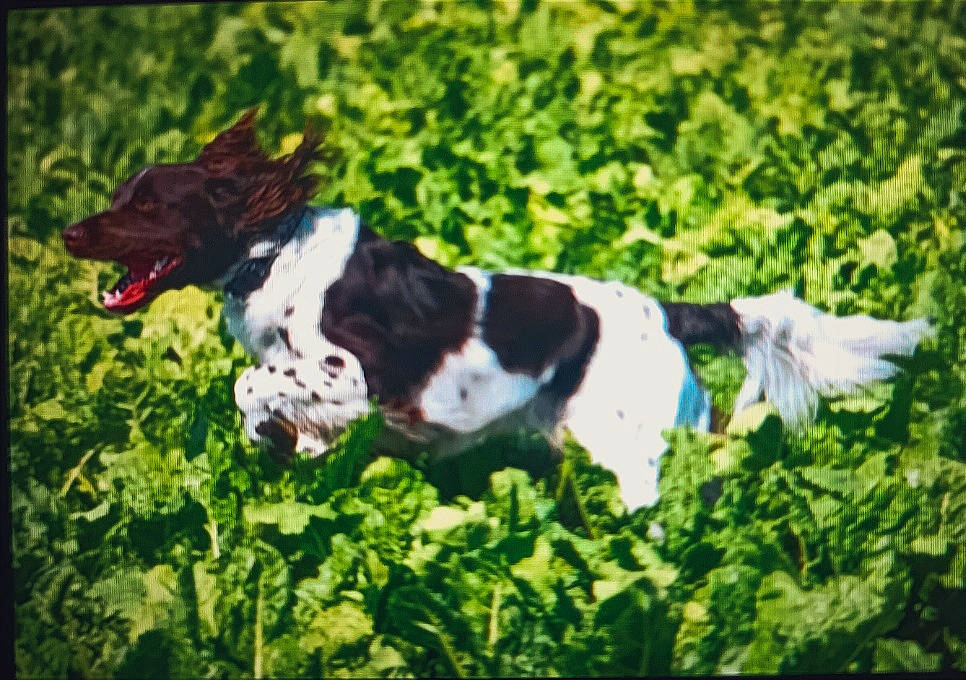 Orkan a rejoint le concours — aidez-le/la à gagner de superbes lots ! canidae, carnivore, collar, companion_dog, dog, dog_breed, dog_collar, fawn, grass, grassland, gun_dog, herding_dog, leaf_vegetable, plant, snout, spaniel, sporting_group, tail, terrestrial_animal, working_animal