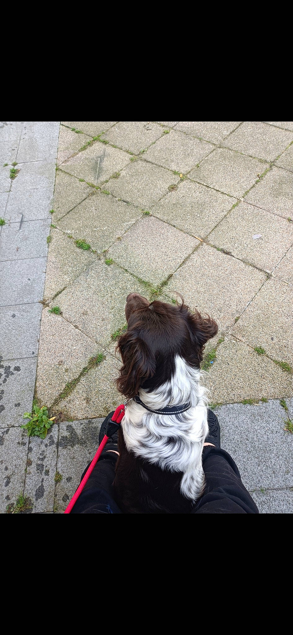 Orkan participe au concours pour gagner de l'argent avec cette photo : asphalt, carnivore, companion_dog, dog, dog_breed, dog_clothes, fashion_accessory, fawn, flooring, fur, grass, leash, road, road_surface, shadow, sidewalk, sporting_group, tail, toy_dog, working_animal