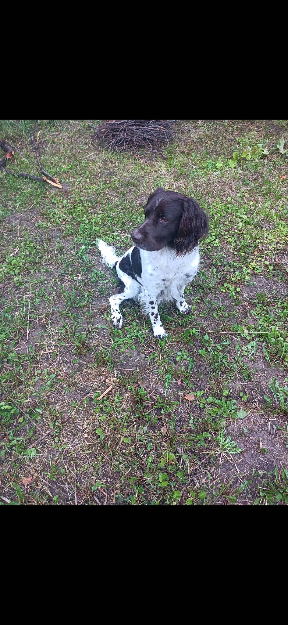 Orkan a rejoint le concours — aidez-le/la à gagner de superbes lots ! canidae, carnivore, companion_dog, dog, dog_breed, fur, grass, gun_dog, non_sporting_group, plant, soil, spaniel, tail, working_dog