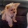 dog, small_dog, fluffy, hair_tie, sitting, couch, indoor, pet, fur, animal, mammal, cute, companion, domestic, quiet, resting, black_couch, wall, looking_down, calm