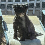Shadow joined the competition — help win amazing prizes! animal, backyard, black_dog, calm, chair, daylight, dog, fence, fur, guarding, home, lounge_chair, mesh_screen, nature, outdoor, pet, relaxing, shadow, sitting, sunlight