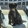 animal, backyard, black_dog, calm, chair, daylight, dog, fence, fur, guarding, home, lounge_chair, mesh_screen, nature, outdoor, pet, relaxing, shadow, sitting, sunlight