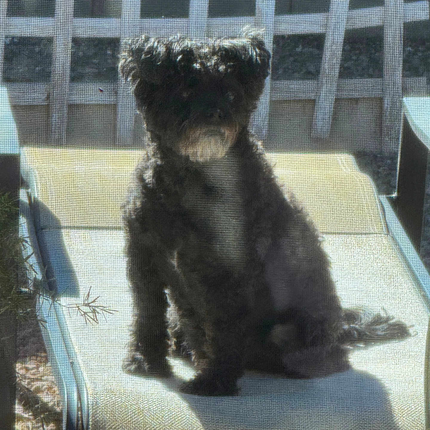 Shadow