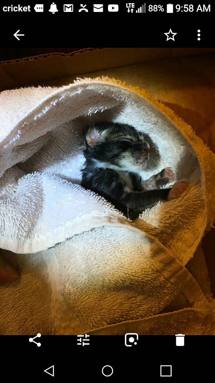 Marco joined the competition — help win amazing prizes! font, fur, photo_caption