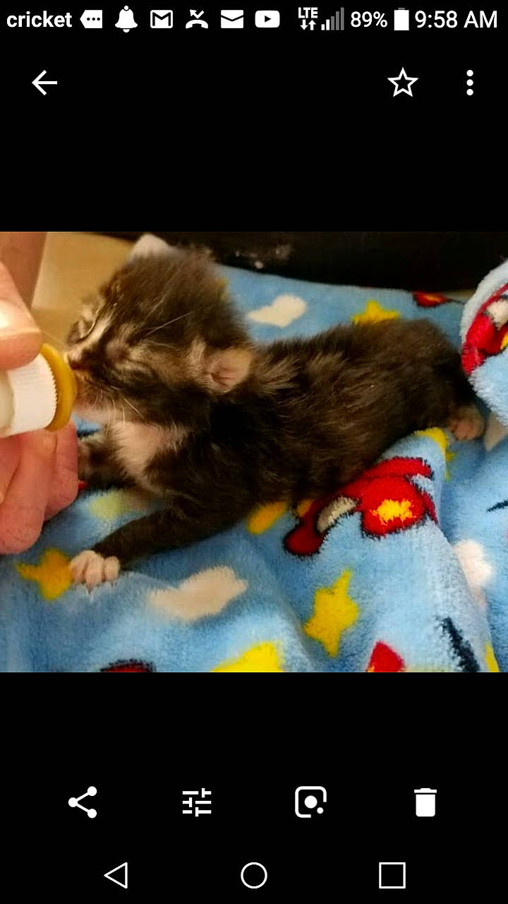 Marco joined the competition — help win amazing prizes! canidae, carnivore, cat, claw, comfort, communication_device, companion_dog, display_device, dog_breed, felidae, fur, gadget, gesture, multimedia, mustelidae, paw, small_to_medium_sized_cats, tail, thumb, whiskers