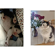 Pigpen is registered to the contest to win money with this photo: animal, black_and_white, blanket, cat, feline, fluffy, home, indoor, kitten, leopard_print, paws, pet, portrait, roses, sitting, sleeping, table, tile, vase, whiskers