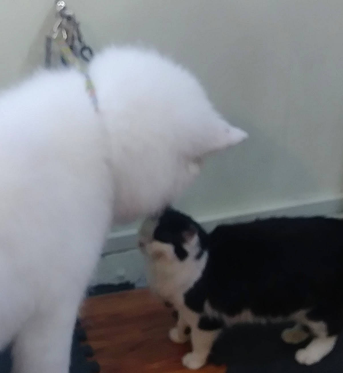 Pigpen joined the competition — help win amazing prizes! canidae, carnivore, cat, dog_breed, domestic_short_haired_cat, felidae, flooring, fur, hardwood, paw, small_to_medium_sized_cats, snout, tail, whiskers, wood