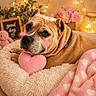 bed, blanket, blush, closeup, collar, cozy, cute, decor, dog, fairy_lights, flowers, fur, indoor, pet, pink_heart, plush, resting, snuggle, soft_toy, warm_lighting