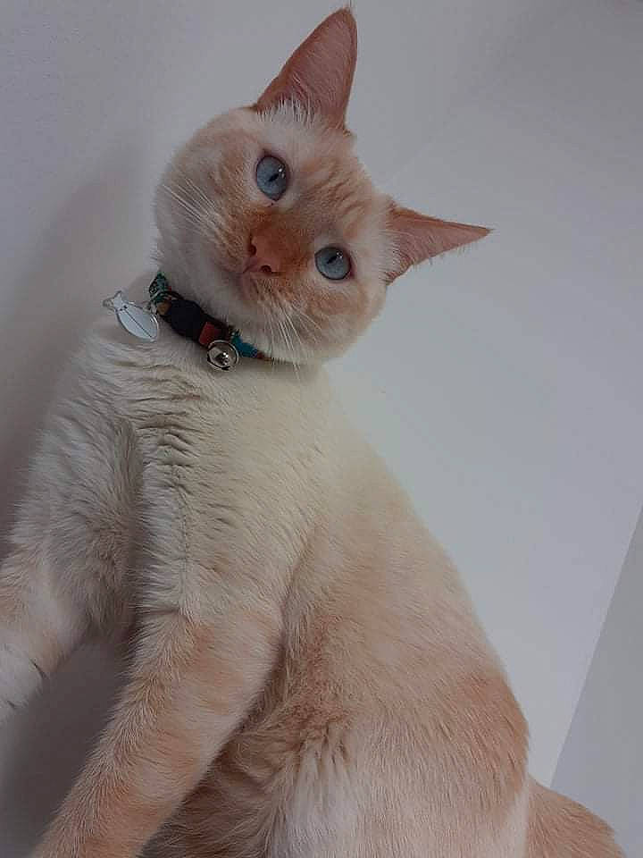 Raven a rejoint le concours — aidez-le/la à gagner de superbes lots ! carnivore, cat, claw, comfort, domestic_short_haired_cat, ear, fawn, felidae, fur, iris, paw, small_to_medium_sized_cats, snout, tail, whiskers, window