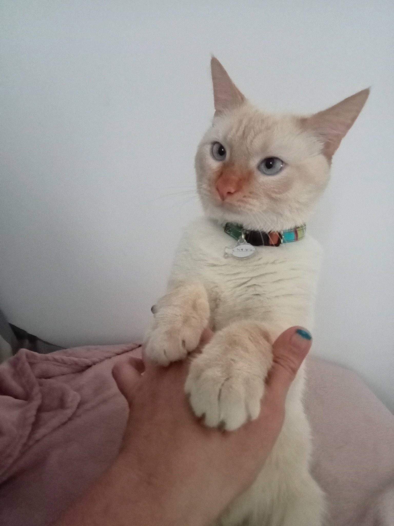 Raven participe au concours pour gagner de l'argent avec cette photo : carnivore, cat, comfort, domestic_short_haired_cat, ear, eye, fawn, felidae, fur, iris, paw, small_to_medium_sized_cats, snout, tail, terrestrial_animal, whiskers