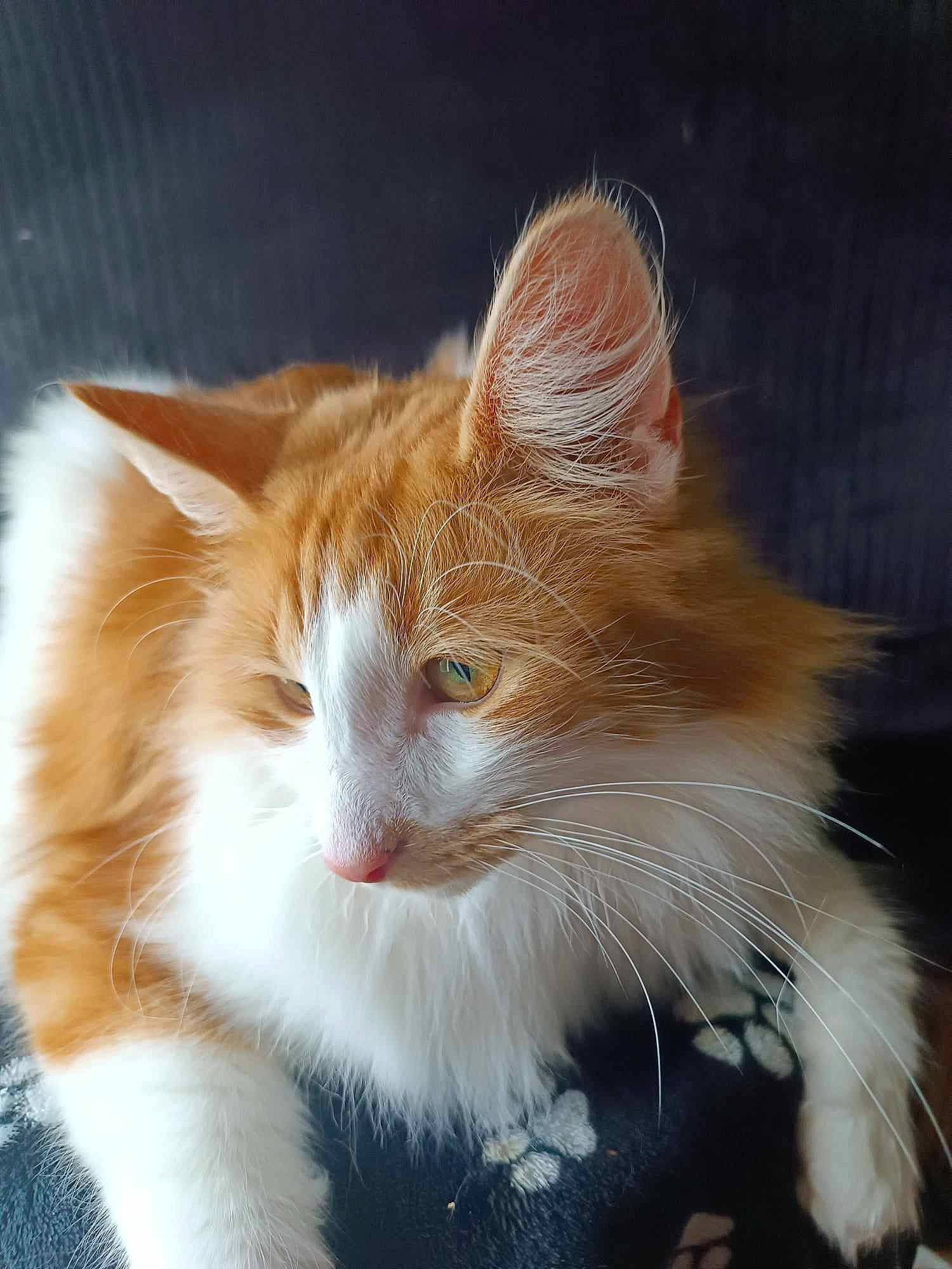 Thor participe au concours pour gagner de l'argent avec cette photo : carnivore, cat, claw, comfort, domestic_short_haired_cat, fawn, felidae, fur, paw, sitting, small_to_medium_sized_cats, snout, tail, terrestrial_animal, whiskers