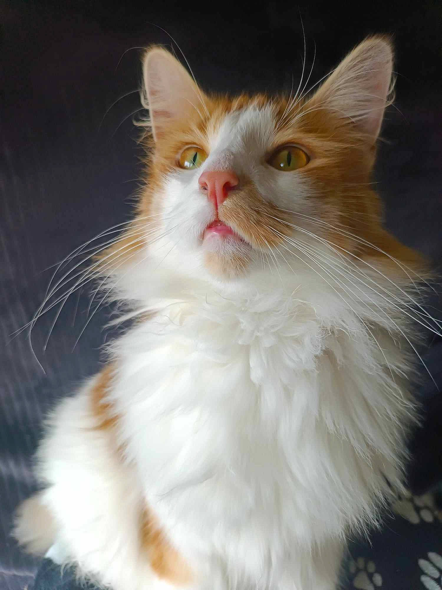 Thor a rejoint le concours — aidez-le/la à gagner de superbes lots ! carnivore, cat, claw, domestic_short_haired_cat, event, felidae, fur, paw, small_to_medium_sized_cats, snout, tail, whiskers