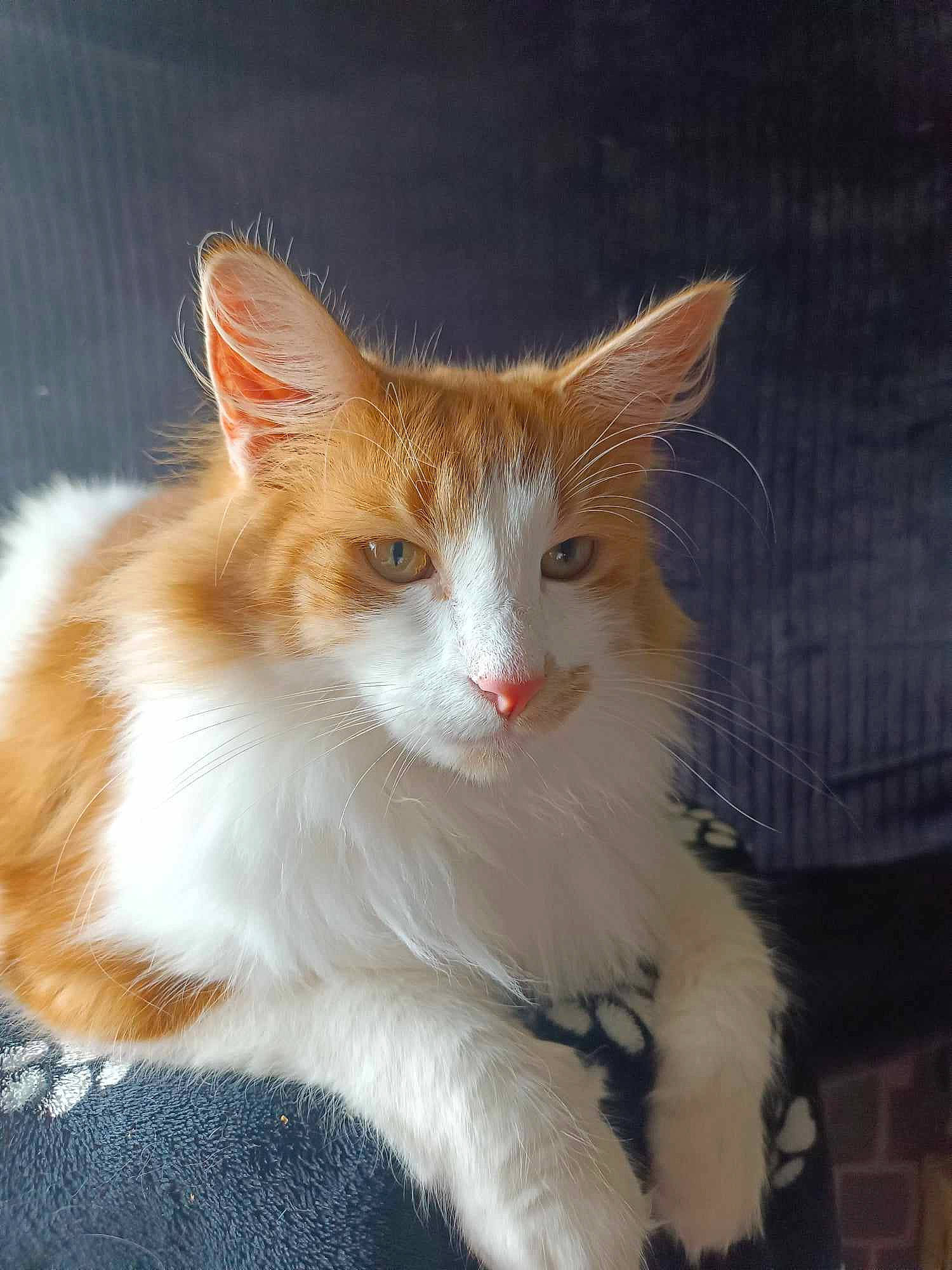 Thor participe au concours pour gagner de l'argent avec cette photo : carnivore, cat, domestic_short_haired_cat, fawn, felidae, fur, sitting, small_to_medium_sized_cats, snout, tail, whiskers