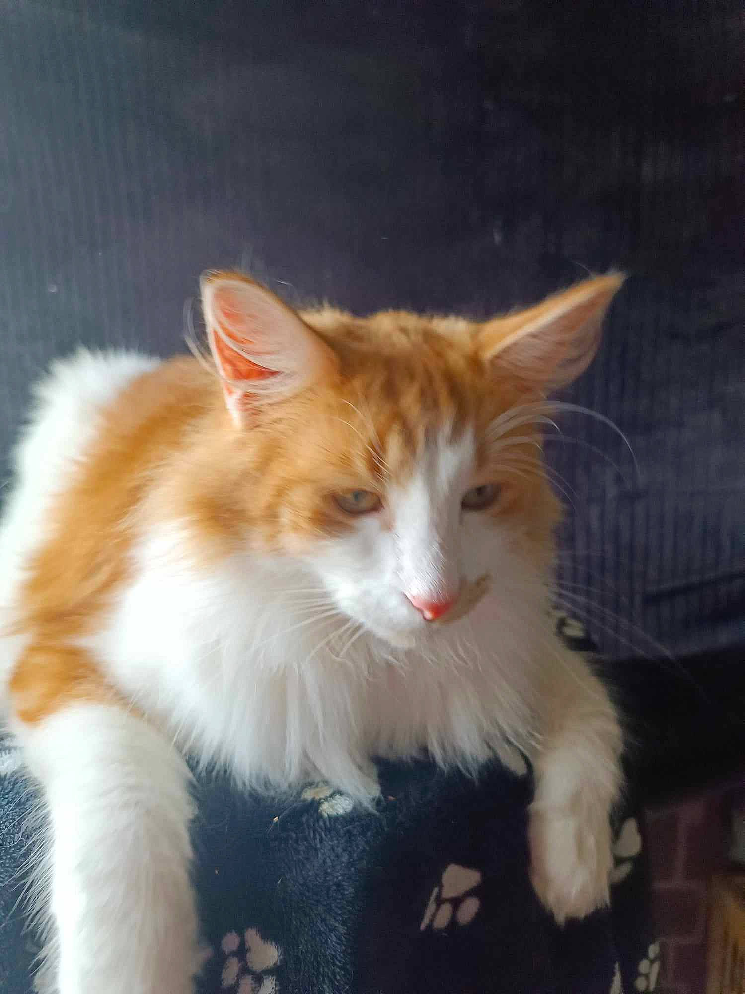 Thor a rejoint le concours — aidez-le/la à gagner de superbes lots ! carnivore, cat, claw, domestic_short_haired_cat, eye, fawn, felidae, fur, head, paw, sitting, small_to_medium_sized_cats, snout, tail, terrestrial_animal, whiskers