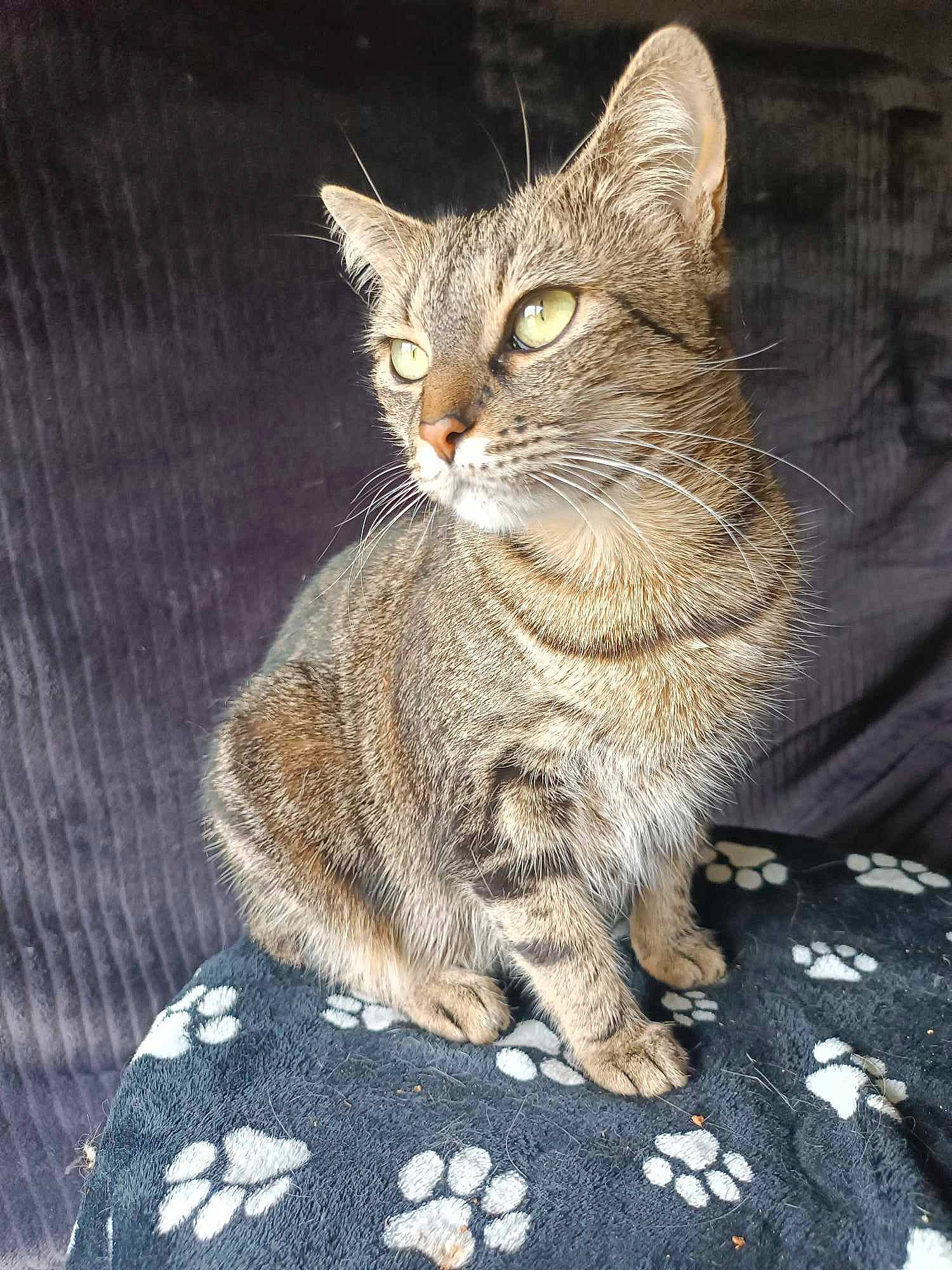 Lagertha a rejoint le concours — aidez-le/la à gagner de superbes lots ! carnivore, cat, claw, domestic_short_haired_cat, felidae, fur, pattern, paw, sitting, small_to_medium_sized_cats, snout, tail, terrestrial_animal, whiskers, wildlife