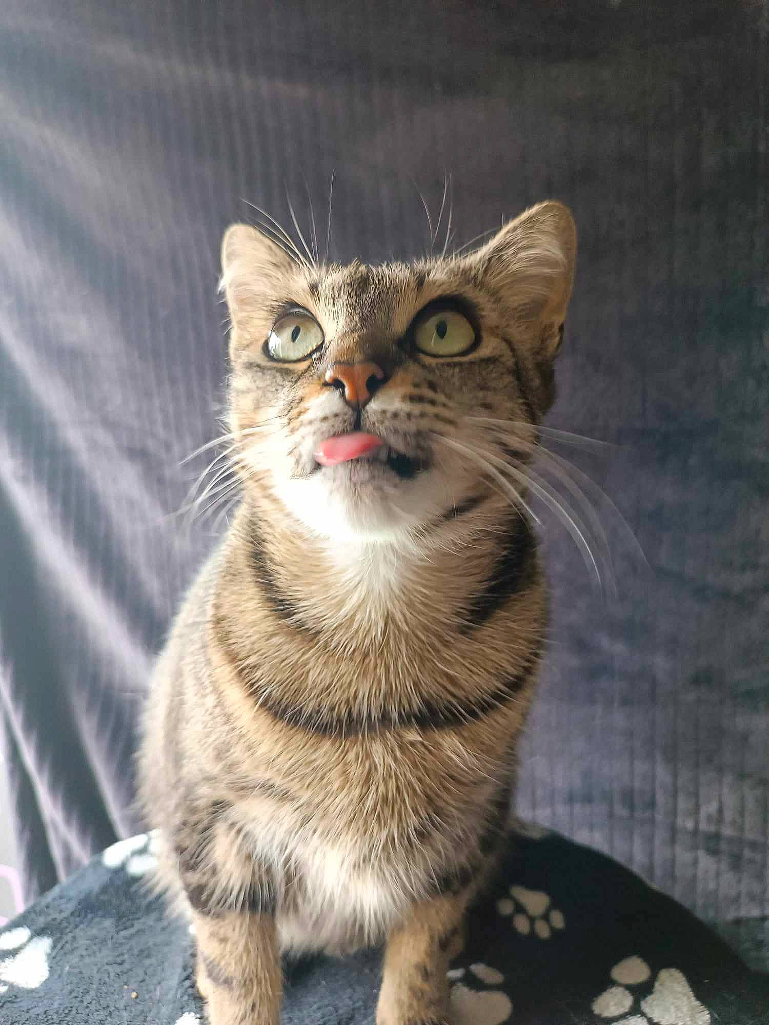 Lagertha participe au concours pour gagner de l'argent avec cette photo : art, carnivore, cat, domestic_short_haired_cat, felidae, fur, paw, small_to_medium_sized_cats, snout, tail, terrestrial_animal, whiskers, wildlife