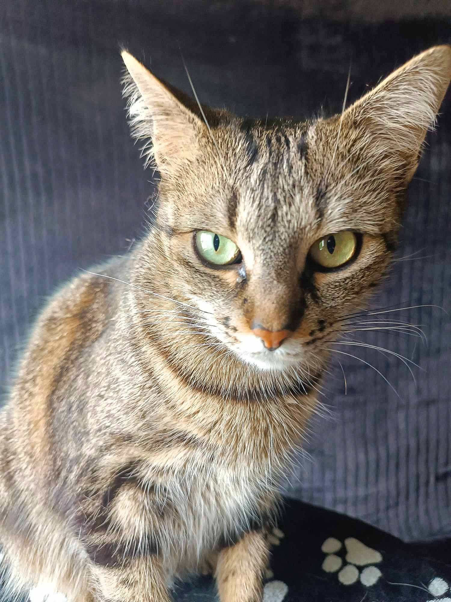Lagertha a rejoint le concours — aidez-le/la à gagner de superbes lots ! art, carnivore, cat, claw, domestic_short_haired_cat, felidae, fur, iris, paw, small_to_medium_sized_cats, snout, tail, terrestrial_animal, whiskers, wildlife