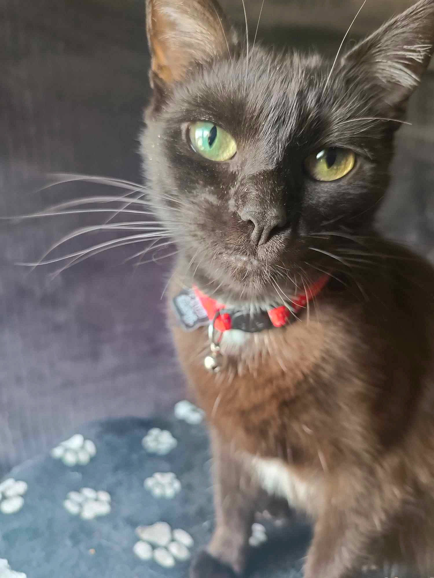 Syguine participe au concours pour gagner de l'argent avec cette photo : black_cat, carnivore, cat, cat_toy, claw, collar, domestic_short_haired_cat, fawn, felidae, fur, paw, small_to_medium_sized_cats, tail, terrestrial_animal, whiskers