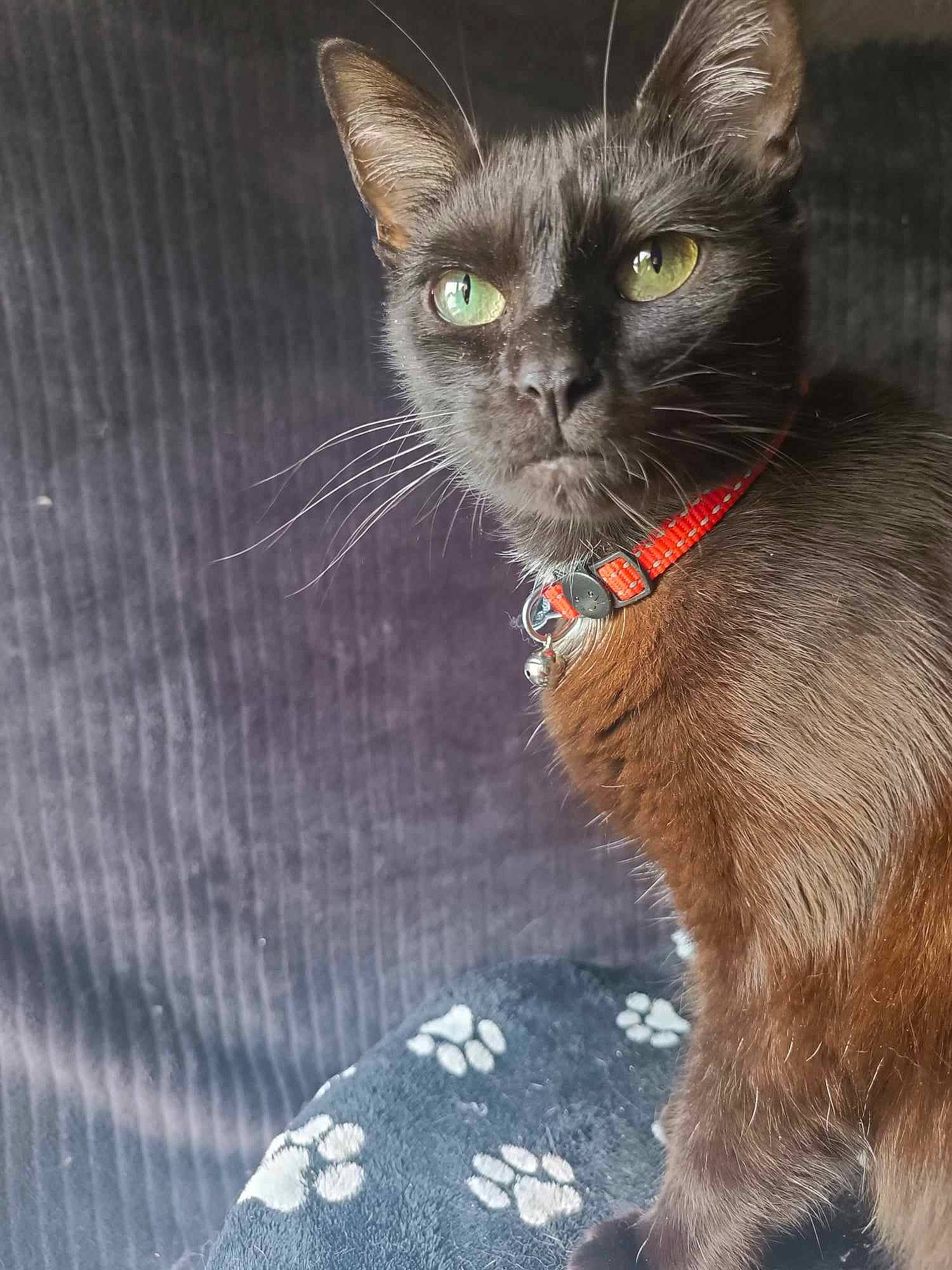 Syguine participe au concours pour gagner de l'argent avec cette photo : carnivore, cat, claw, collar, domestic_short_haired_cat, felidae, fur, pattern, small_to_medium_sized_cats, snout, tail, terrestrial_animal, whiskers