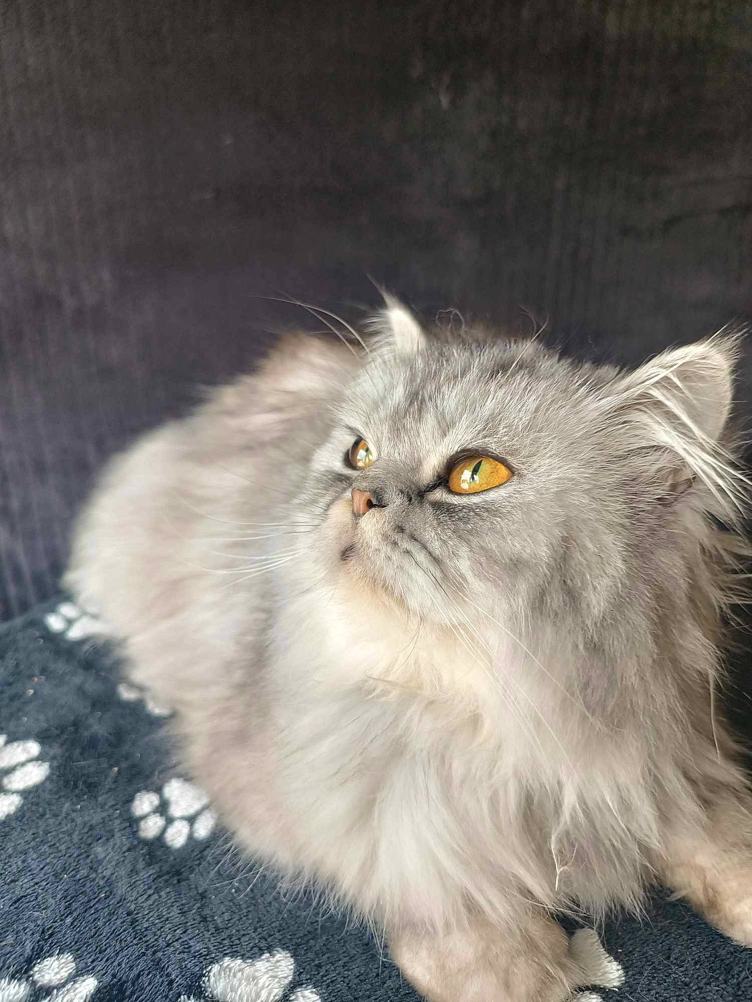 Mi-krot a rejoint le concours — aidez-le/la à gagner de superbes lots ! art, british_longhair, carnivore, cat, eye, felidae, fur, grass, grey, persian, plant, small_to_medium_sized_cats, snout, terrestrial_animal, whiskers