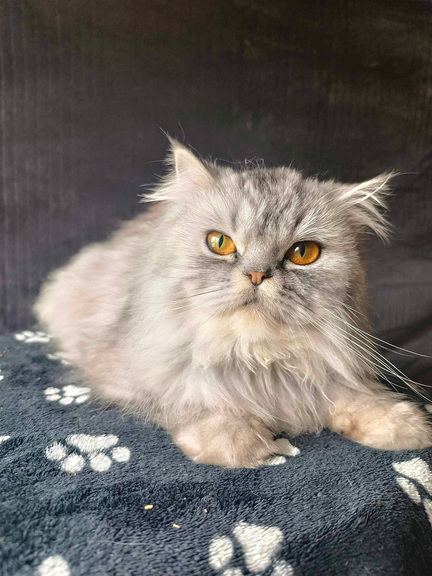 Mi-krot a rejoint le concours — aidez-le/la à gagner de superbes lots ! british_longhair, carnivore, cat, eye, fawn, felidae, fur, grass, grey, persian, plant, pumpkin, small_to_medium_sized_cats, snout, tail, terrestrial_animal, vegetable, whiskers, wood