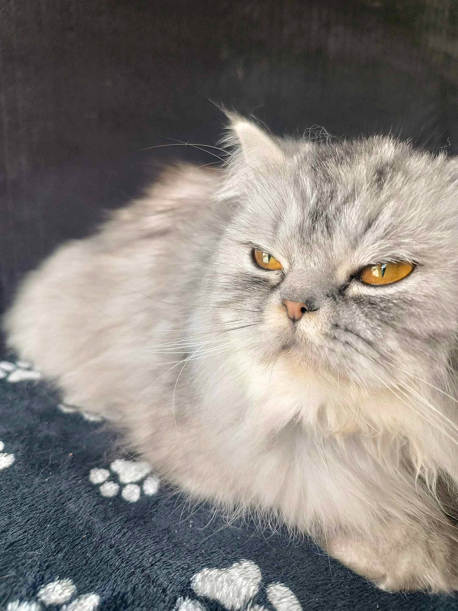 Mi-krot participe au concours pour gagner de l'argent avec cette photo : art, british_longhair, carnivore, cat, eye, felidae, fur, grass, grey, persian, plant, small_to_medium_sized_cats, snout, terrestrial_animal, vegetable, whiskers