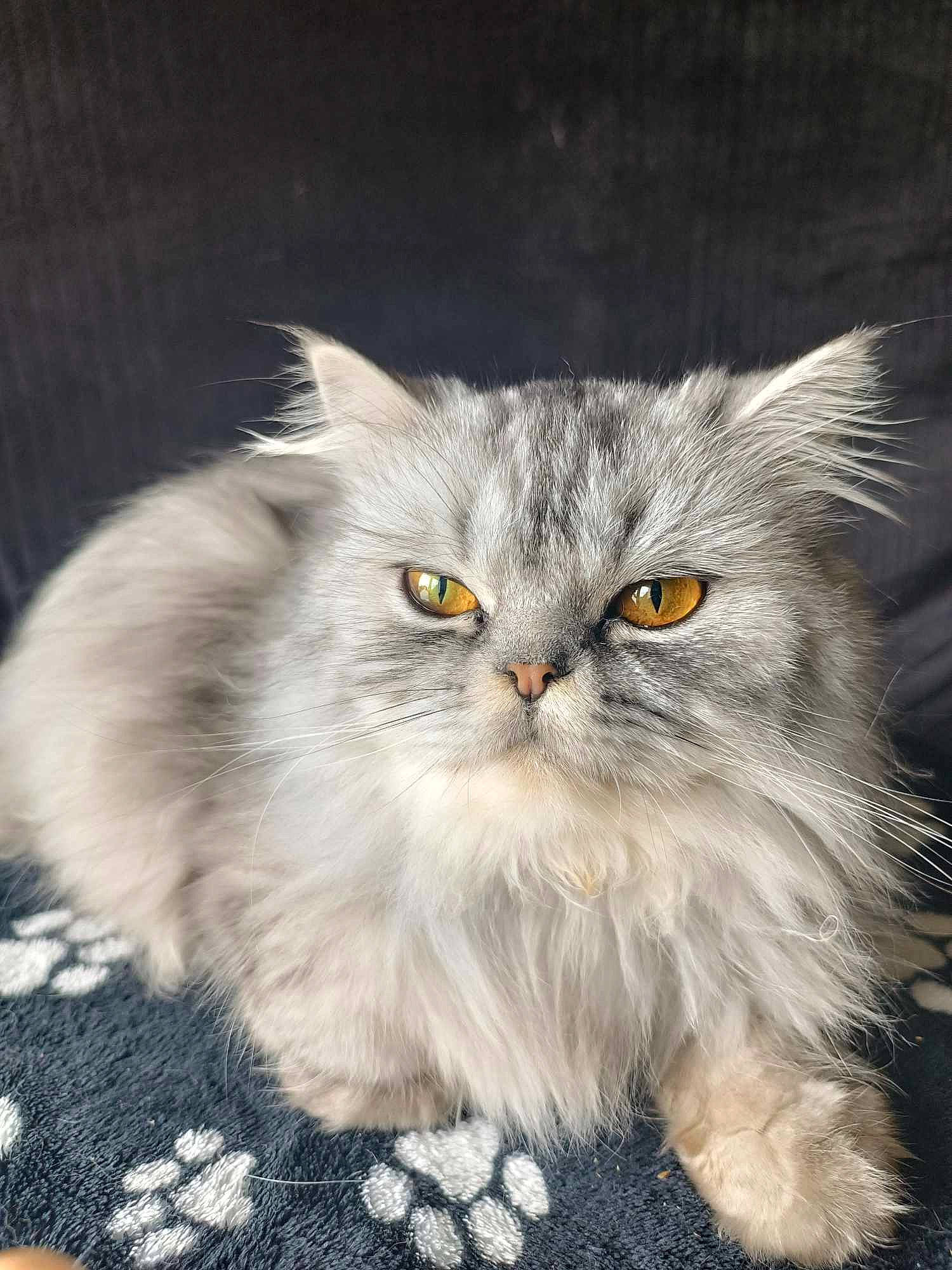 Mi-krot participe au concours pour gagner de l'argent avec cette photo : british_longhair, carnivore, cat, eye, felidae, fur, grass, grey, persian, plant, small_to_medium_sized_cats, snout, tail, terrestrial_animal, vegetable, whiskers