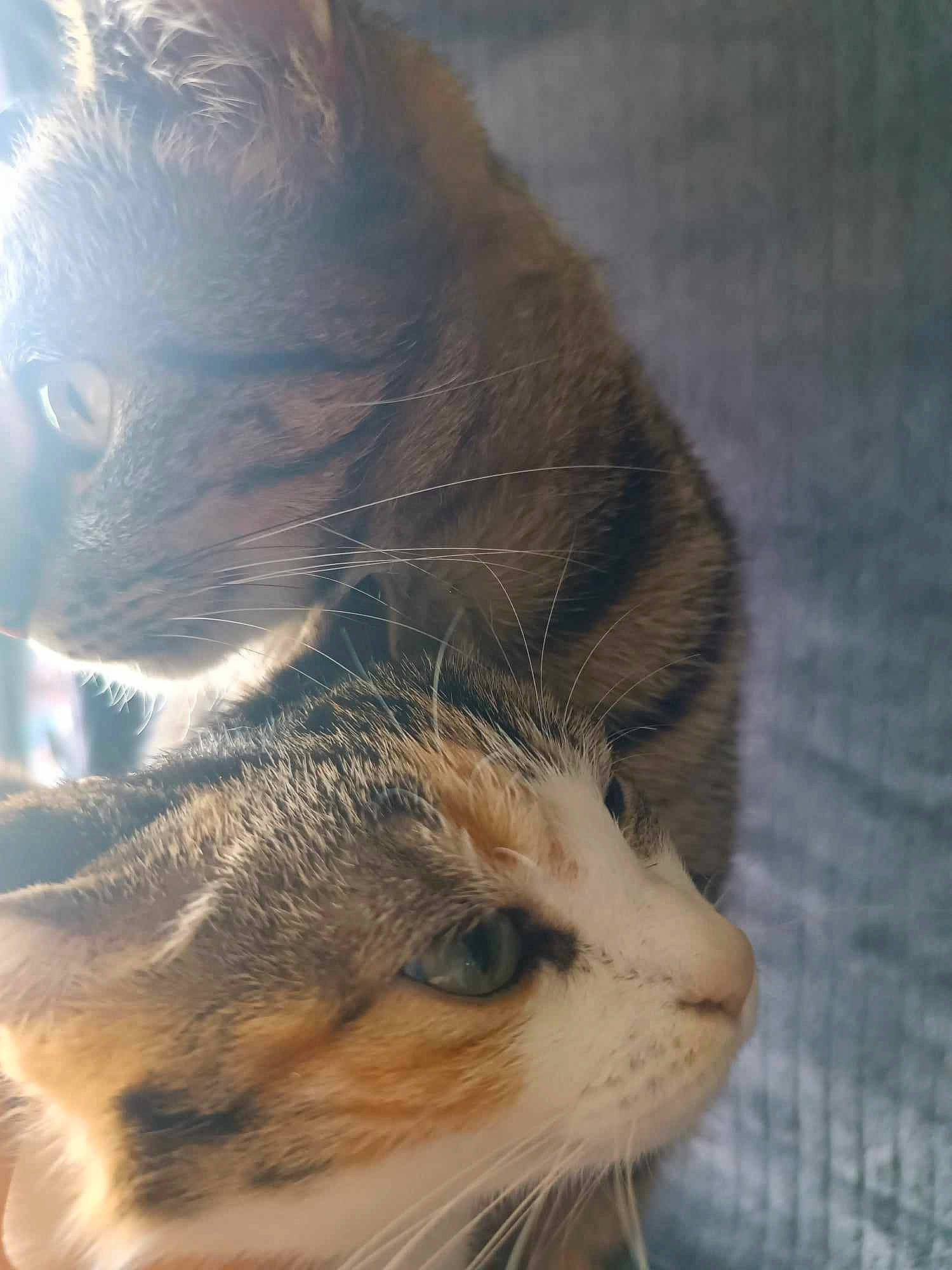 Princesse Moon participe au concours pour gagner de l'argent avec cette photo : carnivore, cat, claw, domestic_short_haired_cat, fawn, felidae, fur, grass, paw, small_to_medium_sized_cats, snout, tail, terrestrial_animal, whiskers, wildlife, window