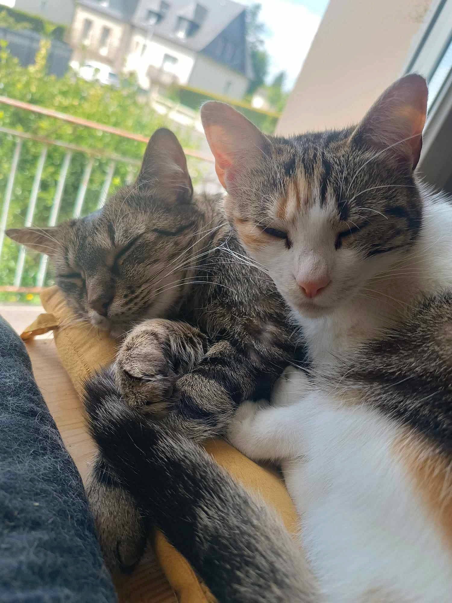 Princesse Moon a rejoint le concours — aidez-le/la à gagner de superbes lots ! building, carnivore, cat, claw, comfort, domestic_short_haired_cat, felidae, fence, fur, nap, paw, plant, sitting, sky, small_to_medium_sized_cats, snout, tail, tree, whiskers, window