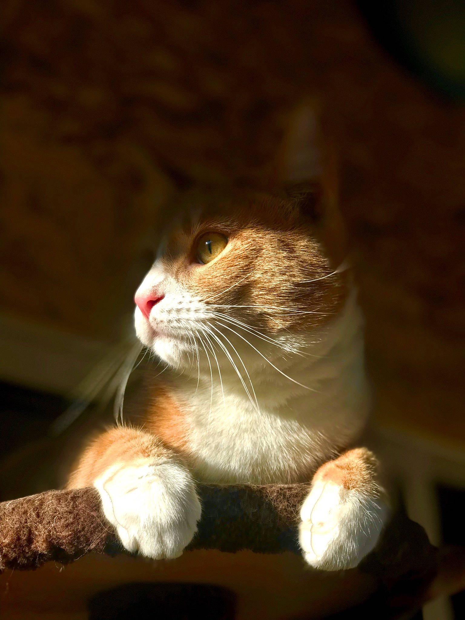 Maiko participe au concours pour gagner de l'argent avec cette photo : carnivore, cat, claw, darkness, domestic_short_haired_cat, fawn, felidae, fur, night, paw, small_to_medium_sized_cats, snout, still_life_photography, tail, terrestrial_animal, whiskers, wildlife, window, wood