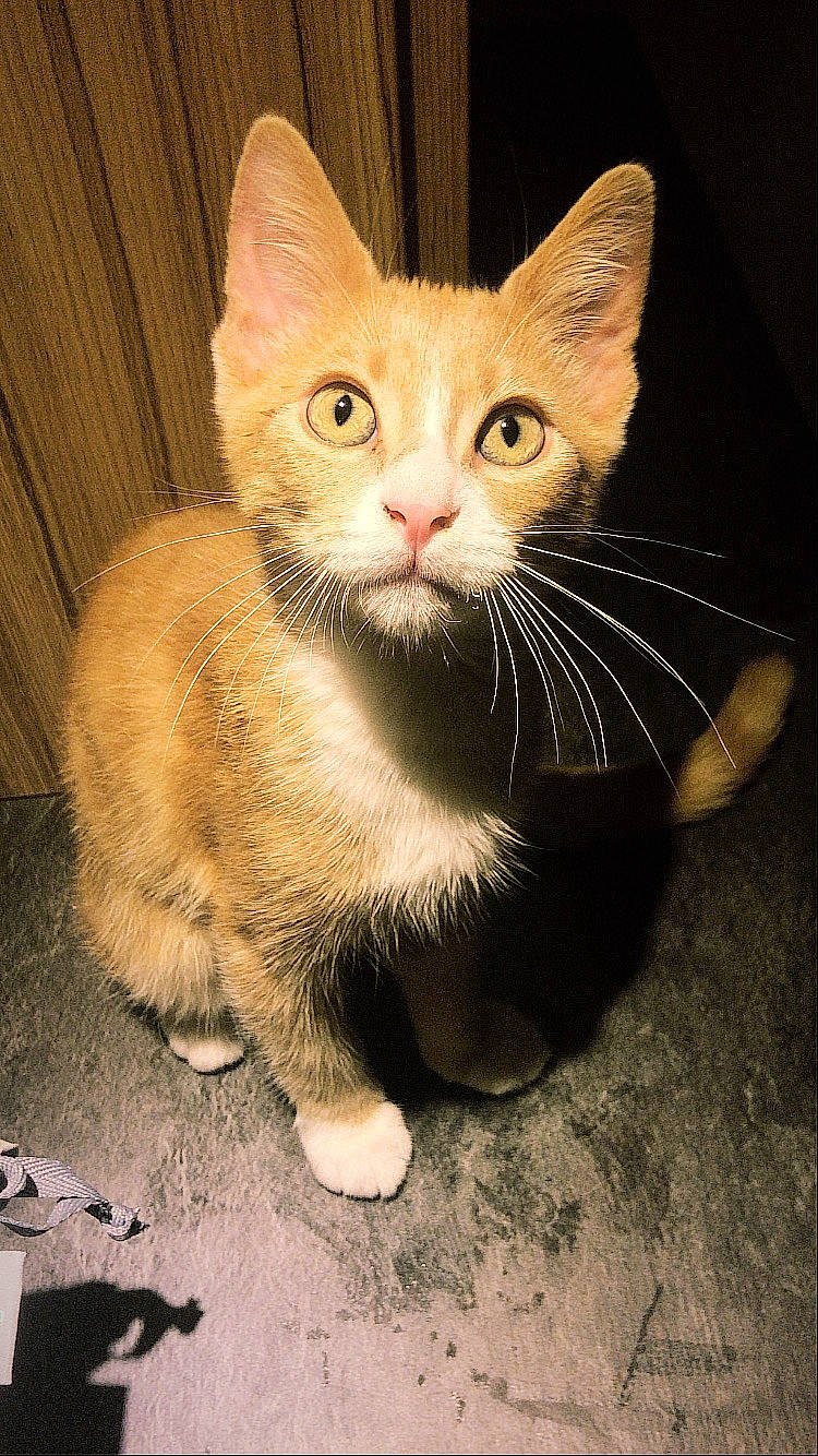 Maiko a rejoint le concours — aidez-le/la à gagner de superbes lots ! carnivore, cat, cat_supply, claw, comfort, domestic_short_haired_cat, fawn, felidae, foot, fur, paw, photo_caption, sitting, small_to_medium_sized_cats, snout, tail, terrestrial_animal, whiskers