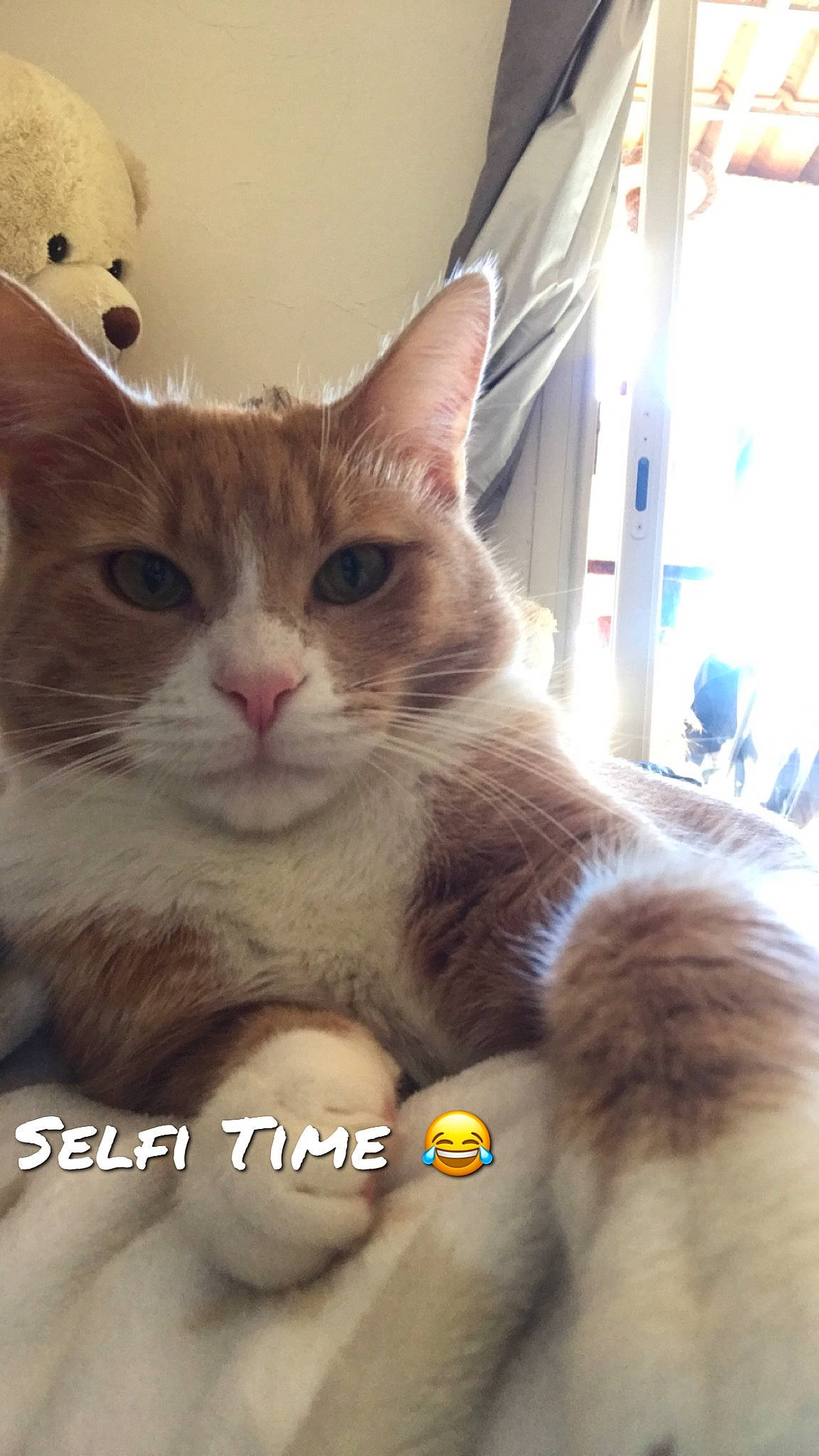 Maiko a rejoint le concours — aidez-le/la à gagner de superbes lots ! carnivore, cat, claw, comfort, curtain, domestic_short_haired_cat, ear, fawn, felidae, fur, gesture, happy, paw, photo_caption, small_to_medium_sized_cats, snout, tail, whiskers, window