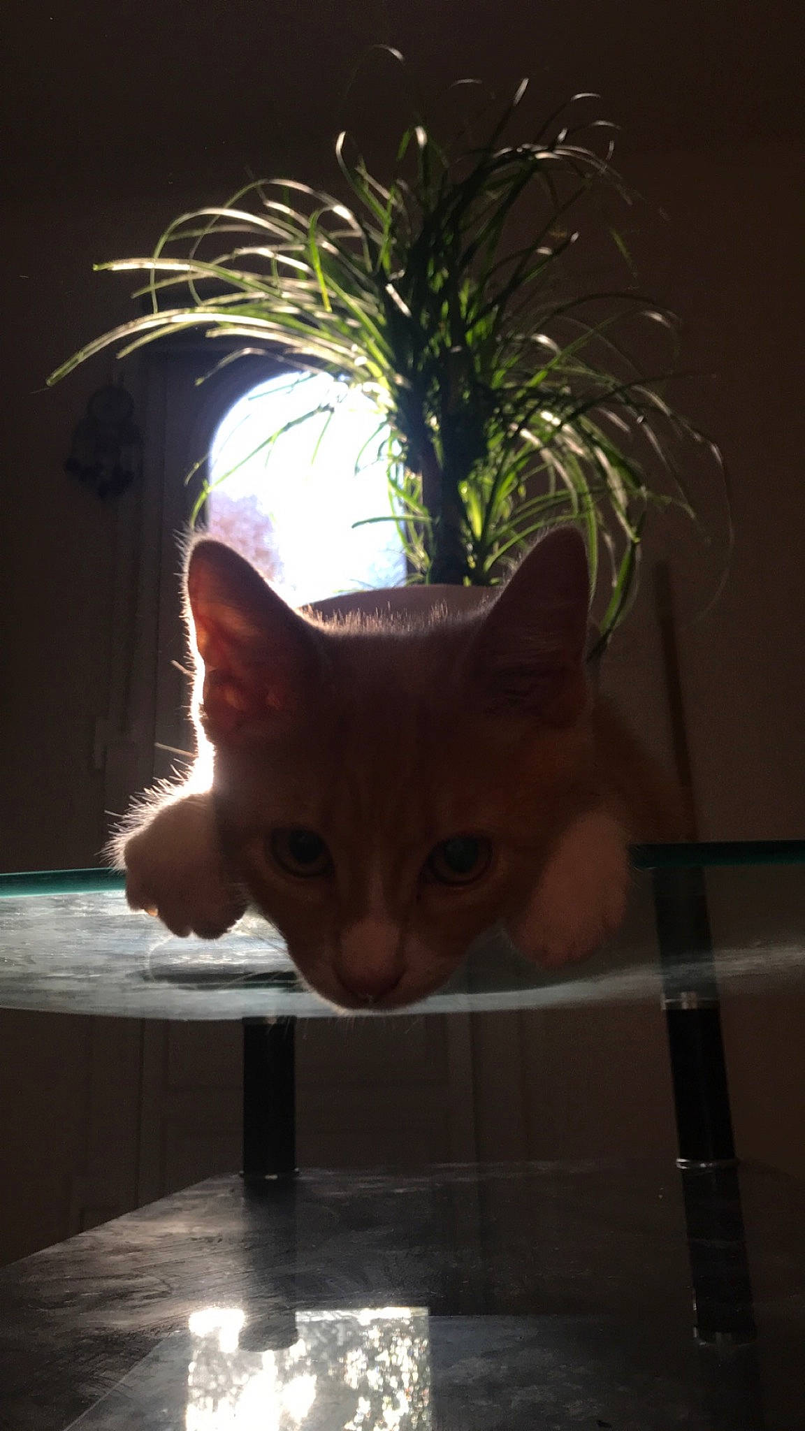 Maiko a rejoint le concours — aidez-le/la à gagner de superbes lots ! carnivore, cat, darkness, domestic_short_haired_cat, fawn, felidae, fur, houseplant, light, plant, room, small_to_medium_sized_cats, snout, tail, twig, whiskers, window, wood