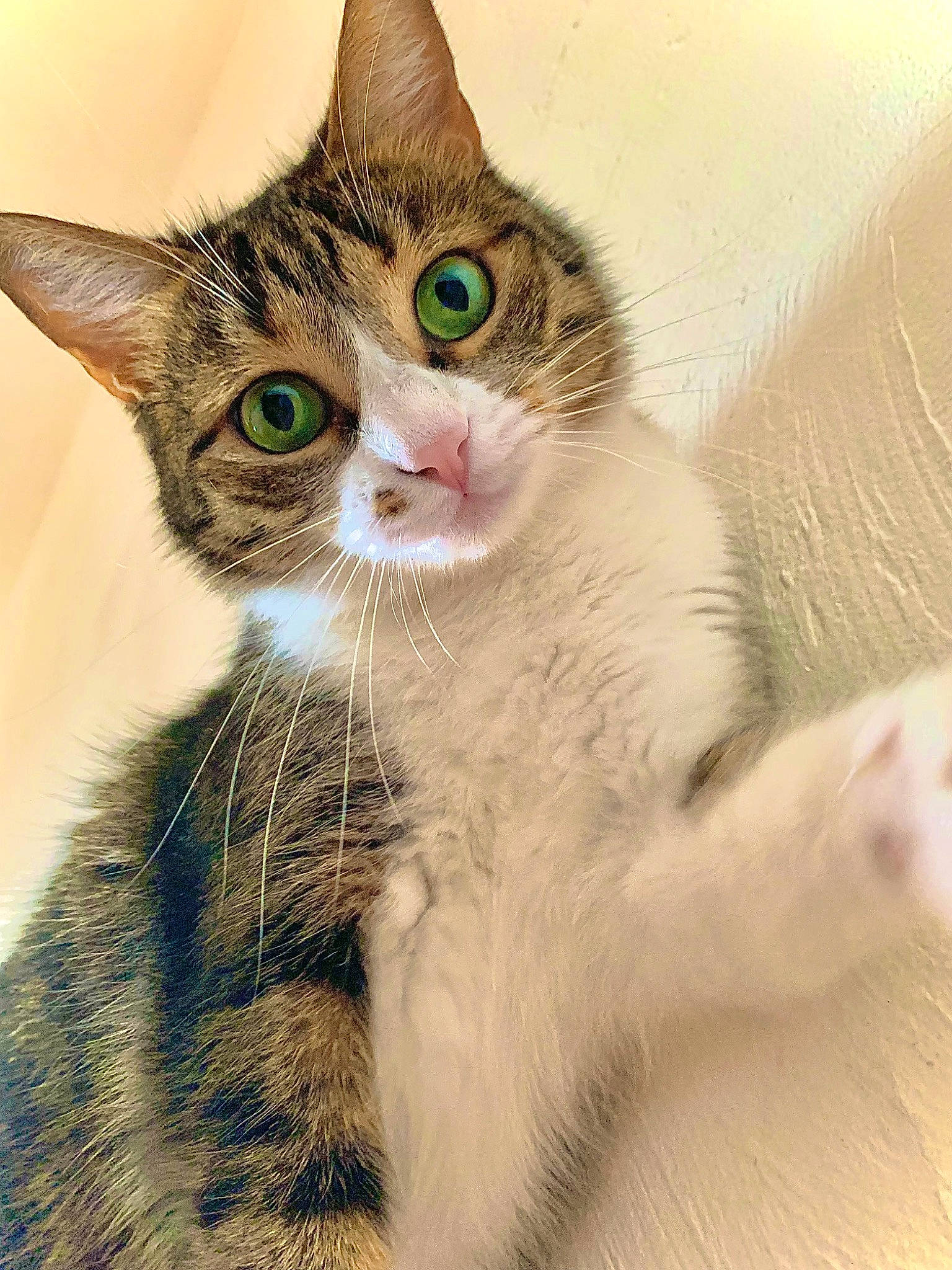 Mia participe au concours pour gagner de l'argent avec cette photo : carnivore, cat, domestic_short_haired_cat, ear, eye, eyelash, felidae, fur, gesture, head, human_body, iris, paw, photo_caption, small_to_medium_sized_cats, snout, terrestrial_animal, whiskers, wildlife, window