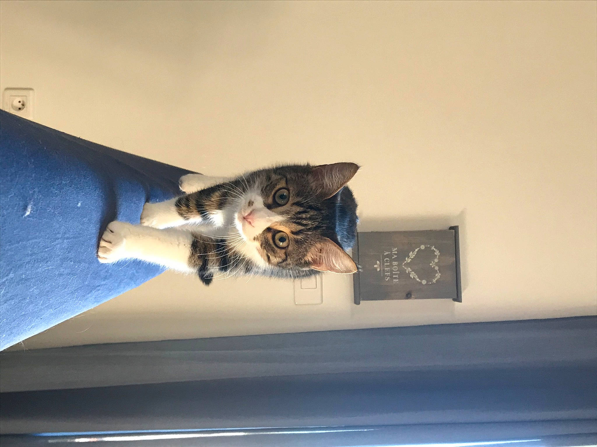 Mia a rejoint le concours — aidez-le/la à gagner de superbes lots ! carnivore, cat, ceiling, comfort, domestic_short_haired_cat, door, felidae, foot, fur, human_leg, metal, paw, rectangle, room, small_to_medium_sized_cats, tail, whiskers, window, wood