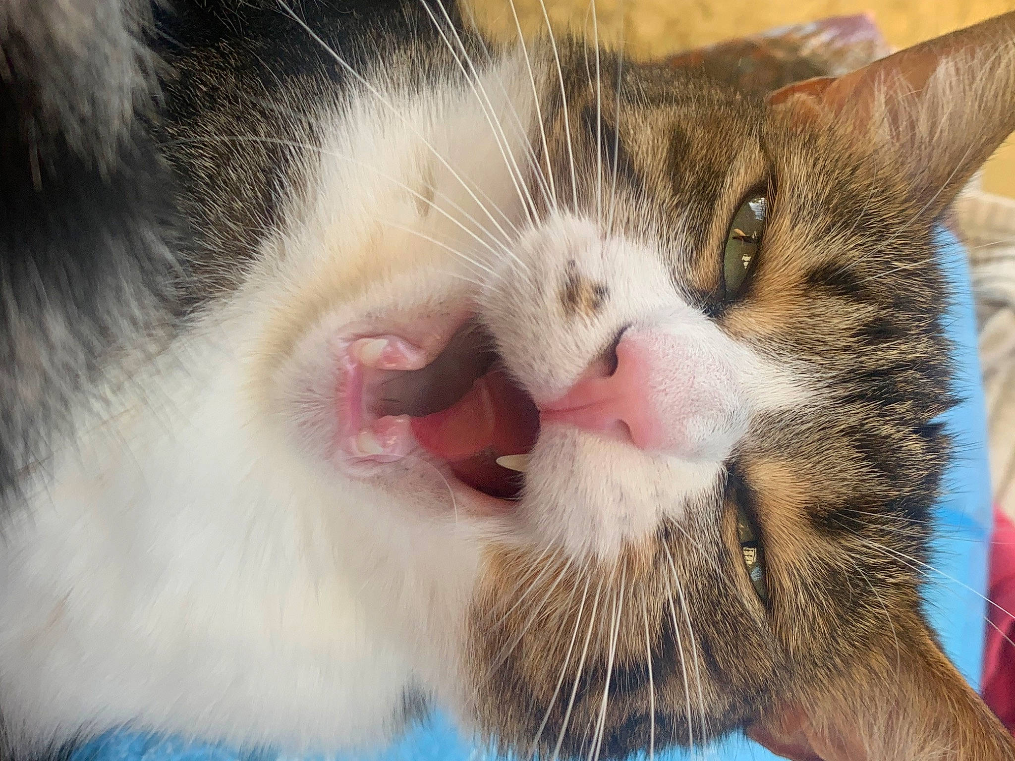 Mia participe au concours pour gagner de l'argent avec cette photo : carnivore, cat, claw, close_up, domestic_short_haired_cat, eyelash, felidae, fur, human_body, paw, small_to_medium_sized_cats, snout, tail, whiskers