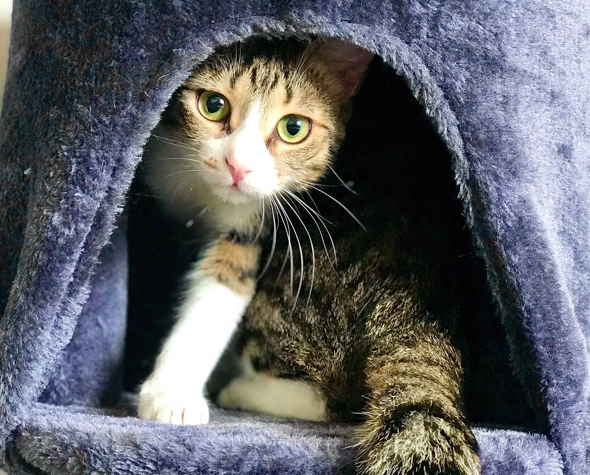 Mia participe au concours pour gagner de l'argent avec cette photo : carnivore, cat, claw, comfort, domestic_short_haired_cat, eye, felidae, fur, grass, grey, iris, paw, plant, small_to_medium_sized_cats, snout, tail, terrestrial_animal, tree, whiskers, window