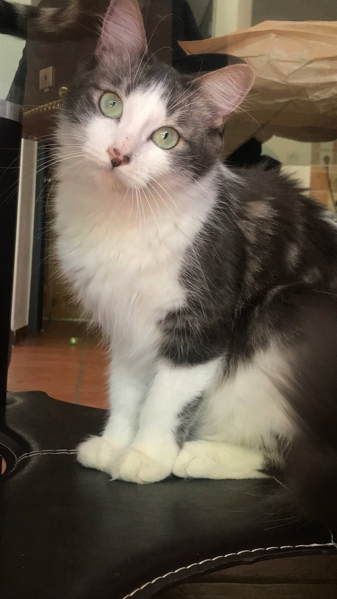 Elvira participe au concours pour gagner de l'argent avec cette photo : carnivore, cat, domestic_short_haired_cat, felidae, fur, paw, sitting, small_to_medium_sized_cats, snout, tail, whiskers