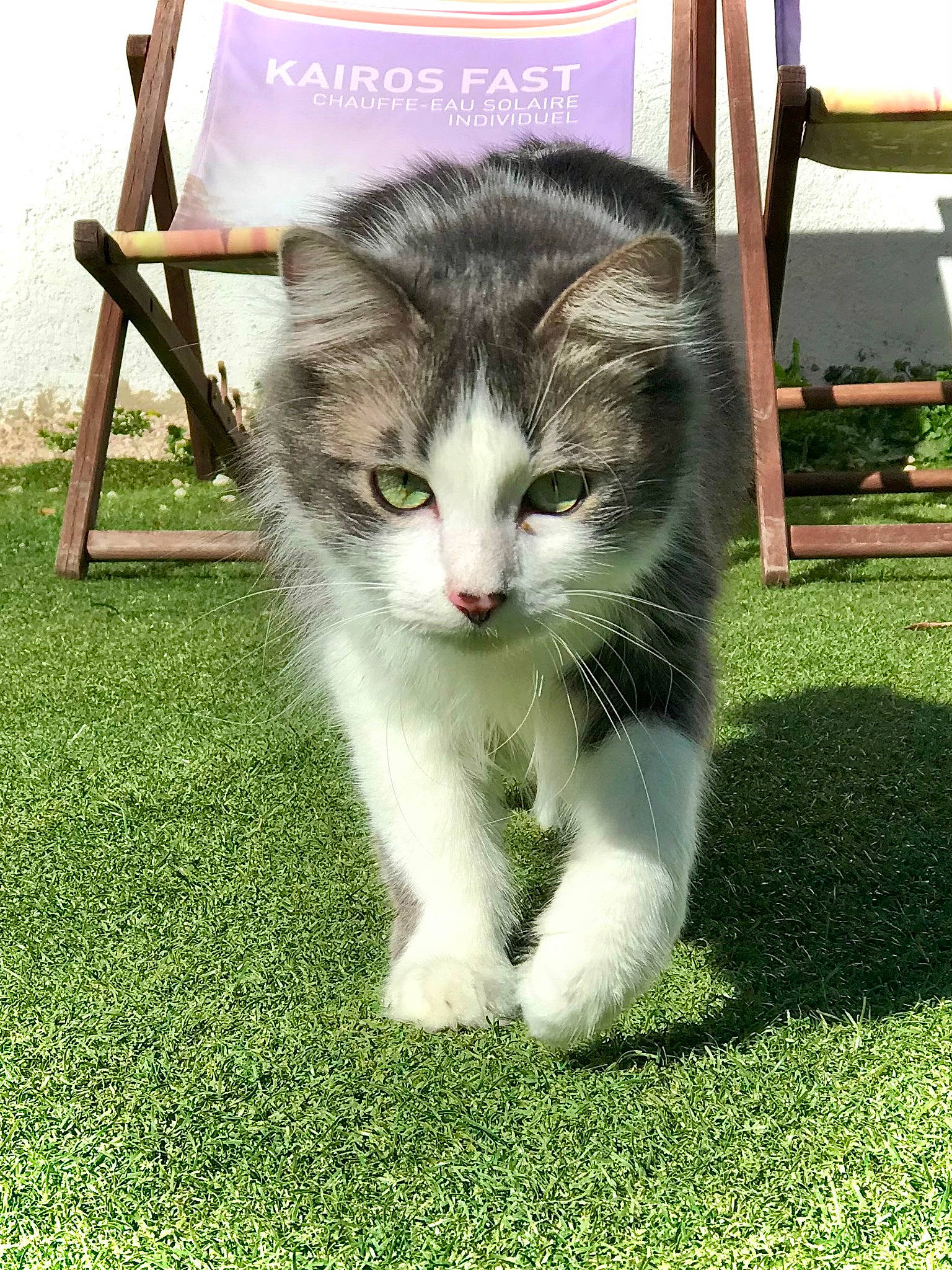 Elvira a rejoint le concours — aidez-le/la à gagner de superbes lots ! carnivore, cat, domestic_short_haired_cat, eye, felidae, fur, grass, groundcover, lawn, paw, photo_caption, plant, porch, small_to_medium_sized_cats, snout, tail, terrestrial_animal, tree, whiskers, window
