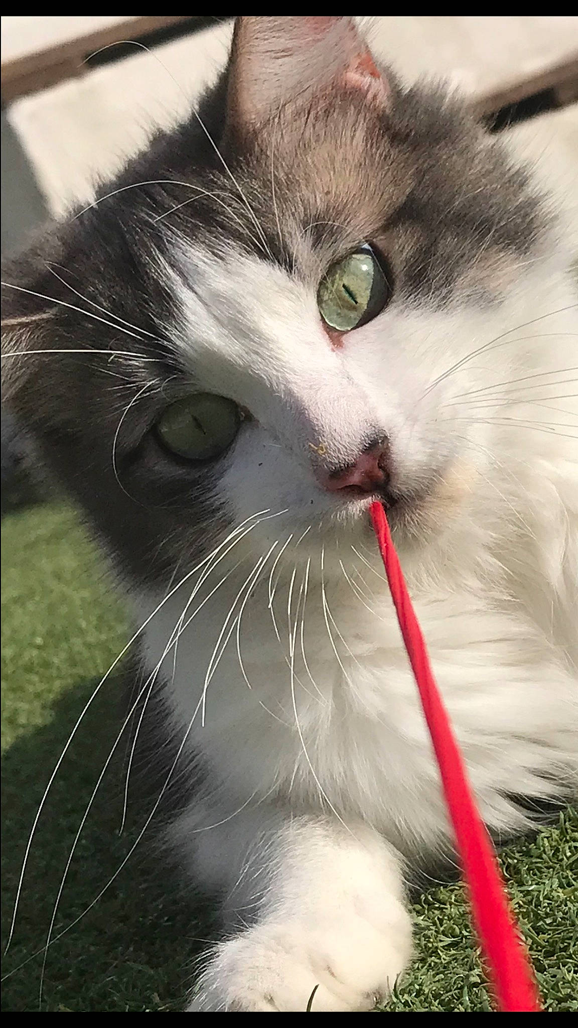 Elvira a rejoint le concours — aidez-le/la à gagner de superbes lots ! carnivore, cat, close_up, collar, domestic_short_haired_cat, eye, felidae, fur, grass, paw, photo_caption, plant, small_to_medium_sized_cats, snout, tail, terrestrial_animal, whiskers, window