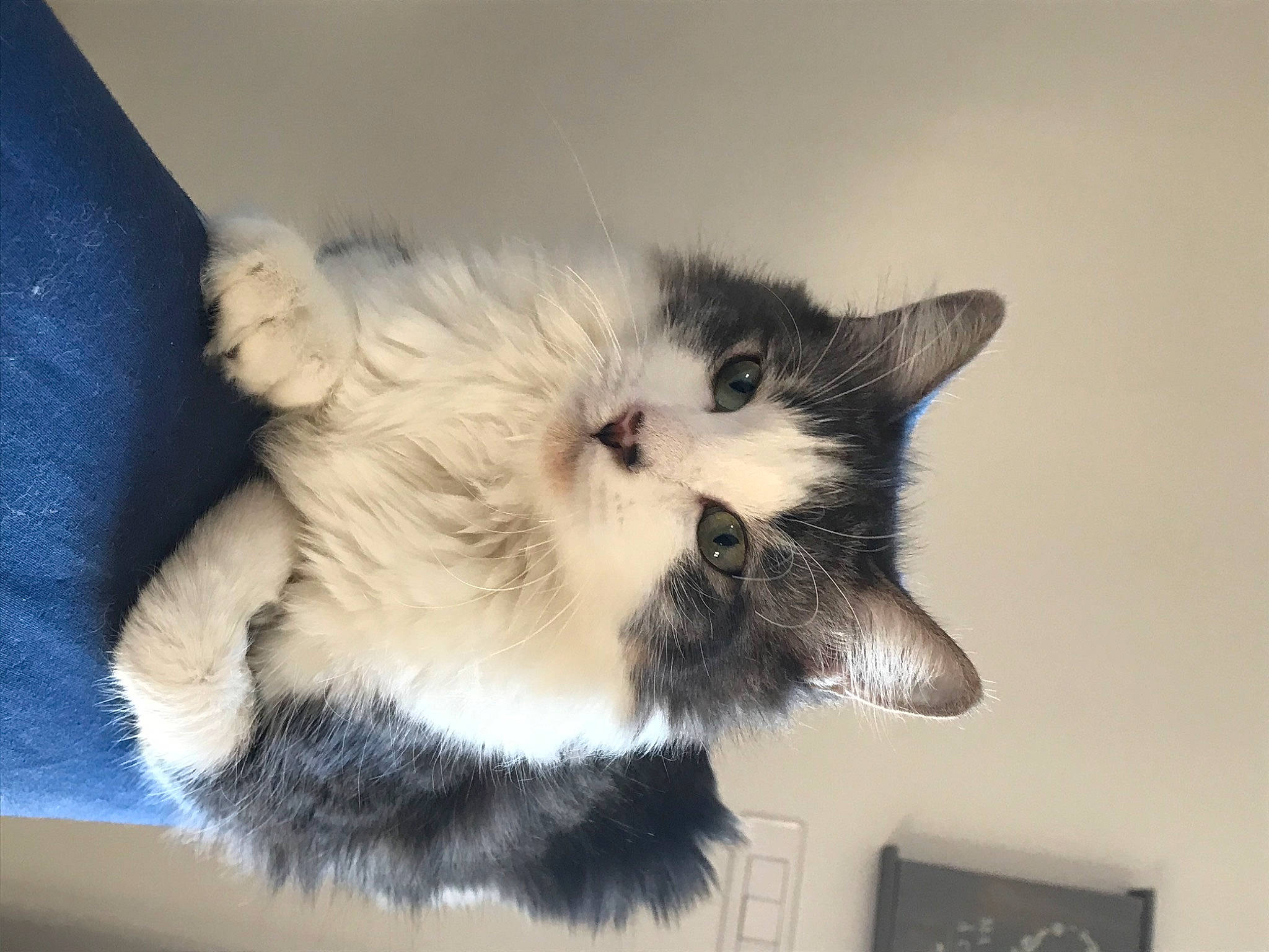 Elvira a rejoint le concours — aidez-le/la à gagner de superbes lots ! balinese, british_longhair, carnivore, cat, claw, domestic_short_haired_cat, eye, fawn, felidae, fur, paw, persian, picture_frame, small_to_medium_sized_cats, snout, tail, whiskers