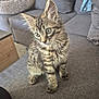 animal, cat, couch, curious, cute, domestic, ears, fur, furniture, furry, home, indoor, kitten, pet, sitting, small, sofa, tabby, whiskers, young