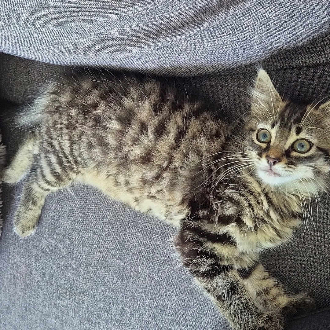 Willow a rejoint le concours — aidez-le/la à gagner de superbes lots ! animal, cat, couch, cozy, cushion, cute, ears, eyes, feline, fur, indoor, kitten, pet, relaxed, resting, soft, striped, tabby, whiskers, young