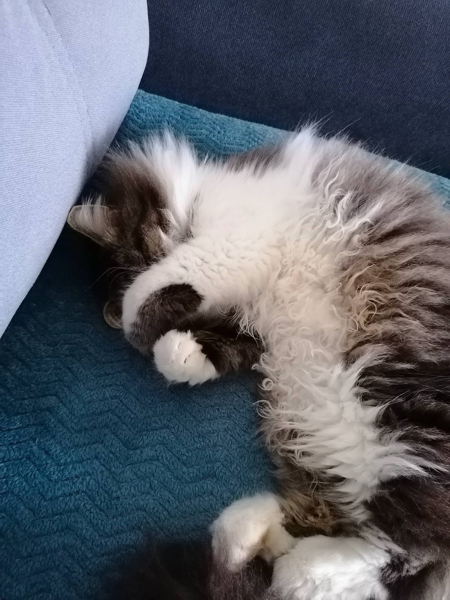 Brioche participe au concours pour gagner de l'argent avec cette photo : canidae, carnivore, cat, domestic_long_haired_cat, ear, felidae, fur, kitten, nap, norwegian_forest_cat, paw, puppy, ragamuffin, ragdoll, sleep, small_to_medium_sized_cats, whiskers