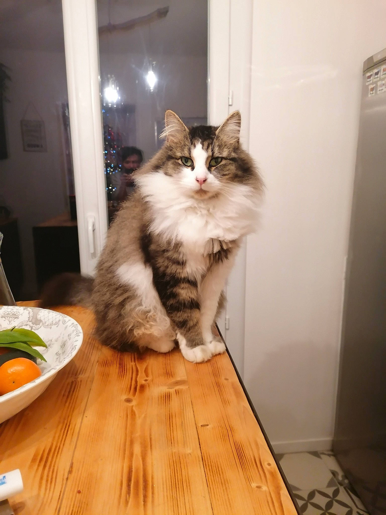 Brioche participe au concours pour gagner de l'argent avec cette photo : carnivore, cat, cymric, domestic_long_haired_cat, domestic_short_haired_cat, european_shorthair, felidae, kitten, kurilian_bobtail, maine_coon, mammal, norwegian_forest_cat, ragamuffin, siberian, small_to_medium_sized_cats, whiskers