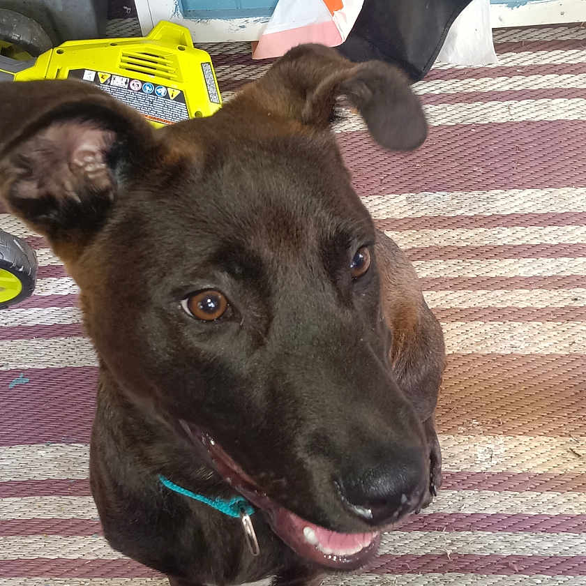 Chappie is registered to the contest to win money with this photo: animal, black_dog, brown_eyes, canine, clutter, collar, companion, curious, dog, domestic_animal, ears, floor, fur, household_items, indoor, looking_up, mouth_open, paw, pet, striped_rug